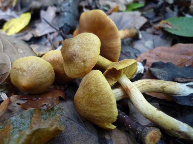 Cortinarius uliginosus var. luteus © Abbaye de la Trappe