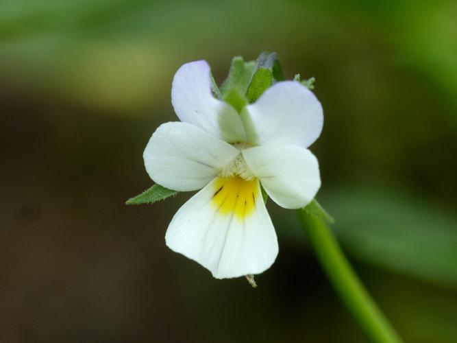 Pensée des champs (Viola arvensis), fleur © Morvan Debroize