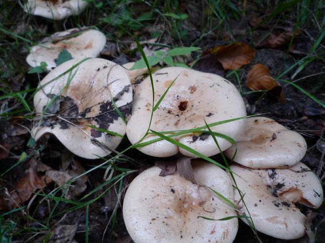 Lactaire pâle (Lactarius pallidus) © Abbaye de la Trappe