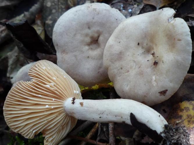 Lactaire à lait brûlant (Lactarius pyrogalus) © Abbaye de la Trappe