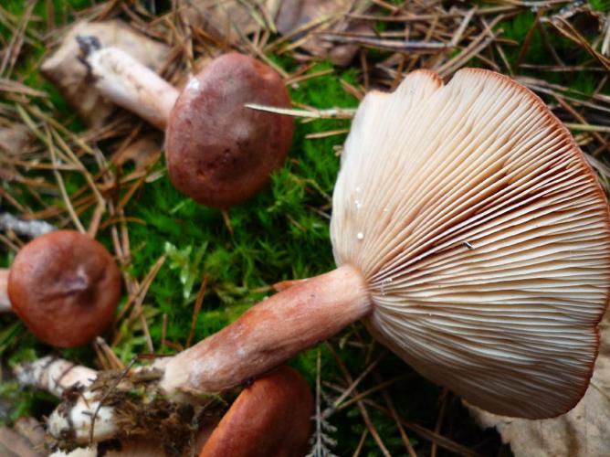 Lactaire roux (Lactarius rufus) © Abbaye de la Trappe