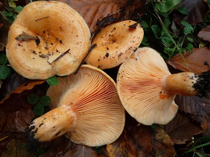 Lactaire saumon (Lactarius salmonicolor) © Abbaye de la Trappe