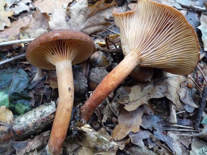 Lactaire chagriné (Lactarius subumbonatus) © Abbaye de la Trappe