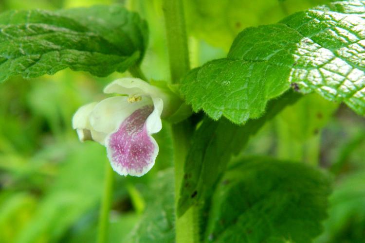 Mélitte à feuilles de Mélisse (Melittis melissophyllum) © Morvan Debroize