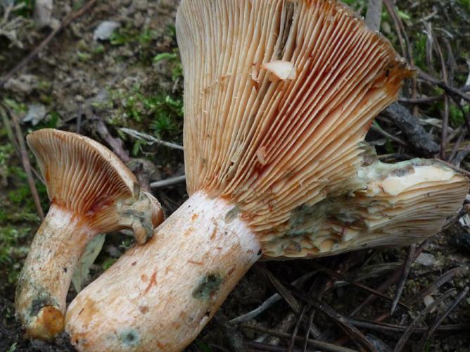 Lactaire semi-sanguin (Lactarius semisanguifluus) © Abbaye de la Trappe