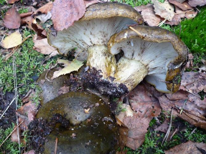 Lactaire plombé (Lactarius turpis) © Abbaye de la Trappe