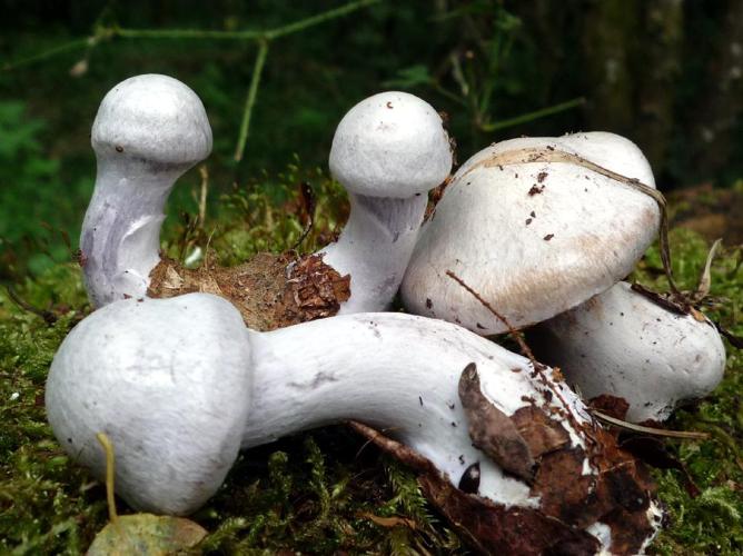 Cortinaire blanc et violet (Cortinarius alboviolaceus) © Abbaye de la Trappe