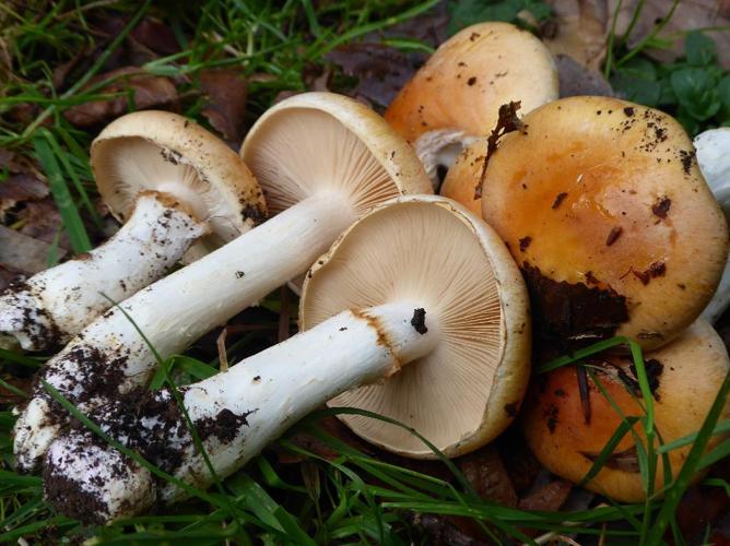 Cortinarius claricolor var. turmalis © Abbaye de la Trappe