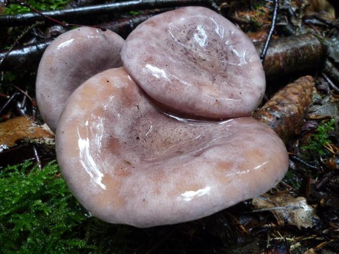 Lactaire trivial (Lactarius trivialis) © Abbaye de la Trappe