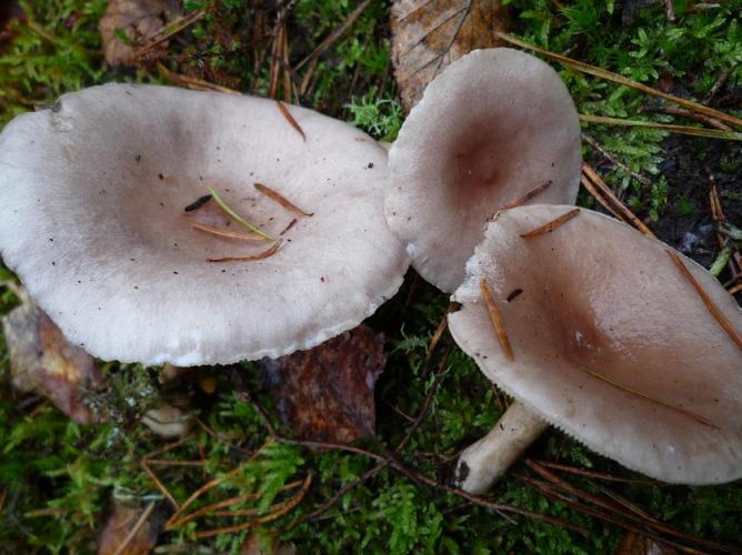 Lactaire fané (Lactarius vietus) © Abbaye de la Trappe