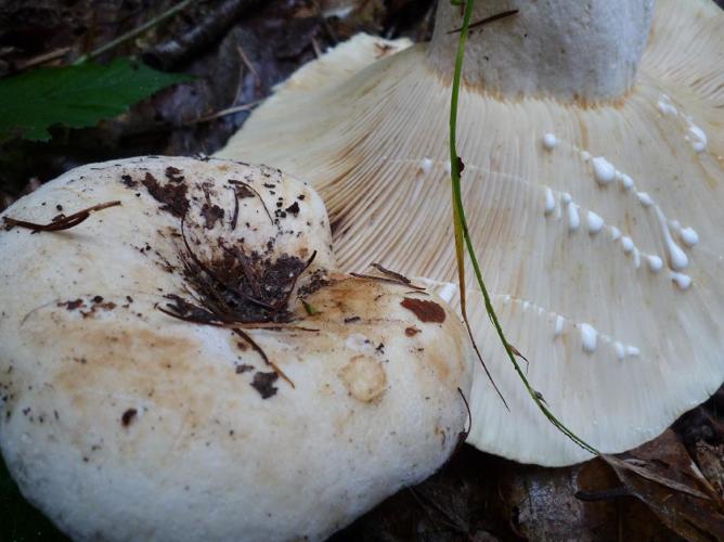 Lactaire velouté (Lactifluus vellereus) © Abbaye de la Trappe