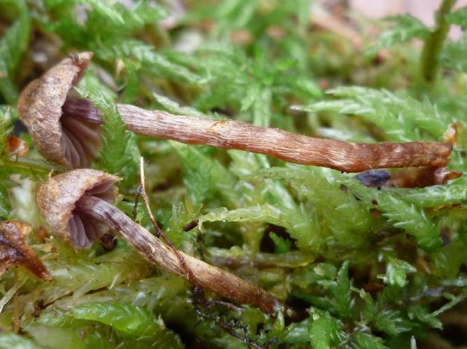 Cortinarius helvelloides © Abbaye de la Trappe