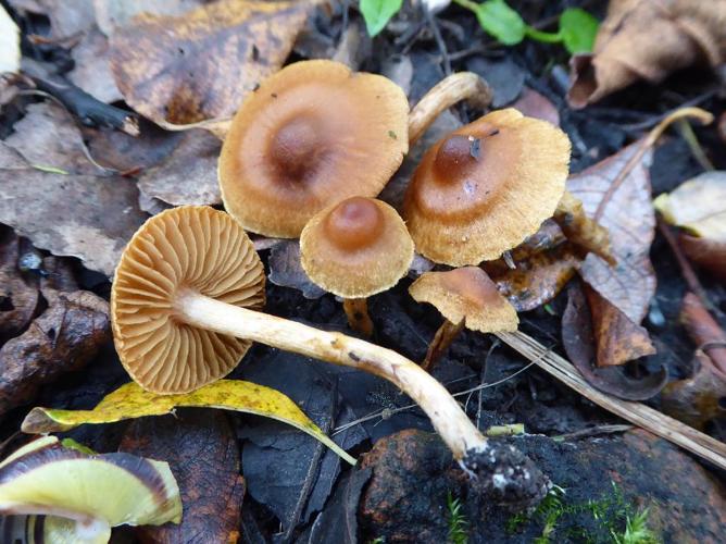 Cortinarius saniosus © Abbaye de la Trappe