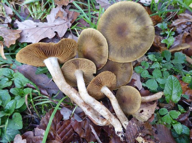 Cortinarius venetus © Abbaye de la Trappe