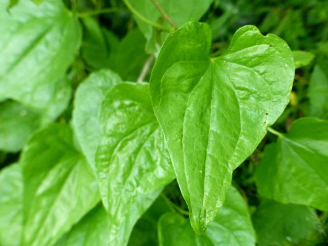 Tamier commun (Dioscorea communis), feuille © Morvan Debroize