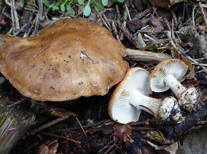 Leucocortinaire bulbeux (Leucocortinarius bulbiger) © Abbaye de la Trappe