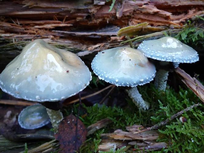 Strophaire vert-de-gris (Stropharia aeruginosa) © Abbaye de la Trappe