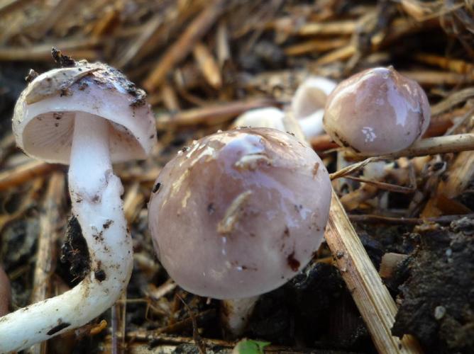 Stropharia inuncta © Abbaye de la Trappe