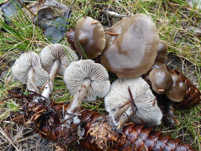 Tephrocybe boudieri © Abbaye de la Trappe