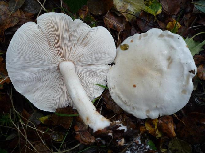 Tricholoma stiparophyllum © Abbaye de la Trappe