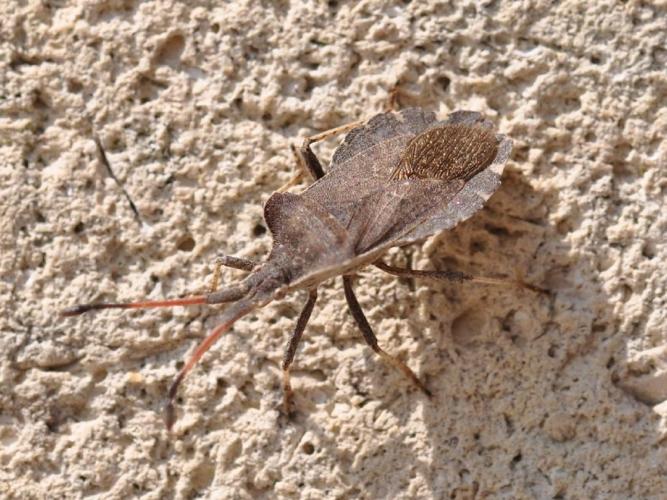 Enoplops scapha © Frédéric Hingue