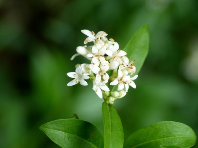 Troëne (Ligustrum vulgare), fleurs © Morvan Debroize