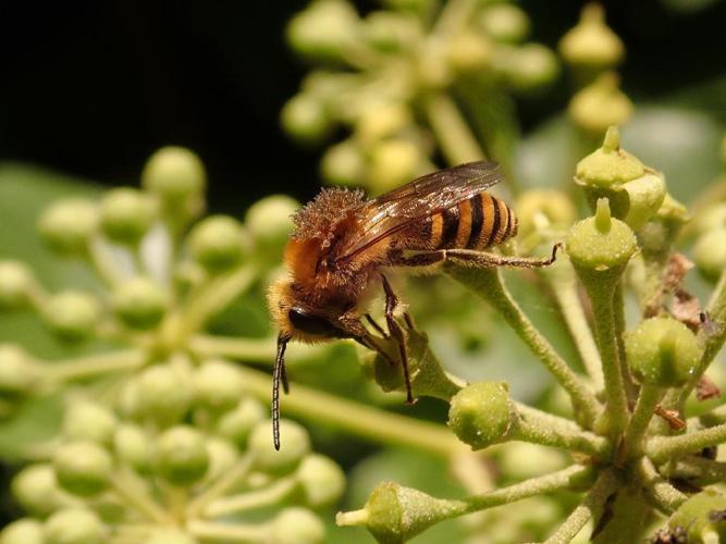 Collète du lierre (Colletes hederae) © Rodolphe Bouvet