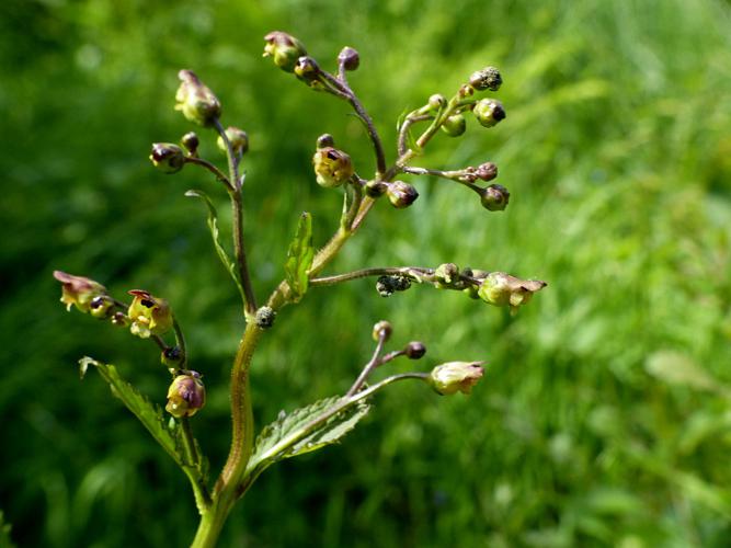 Scrophulaire noueuse (Scrophularia nodosa) © Morvan Debroize