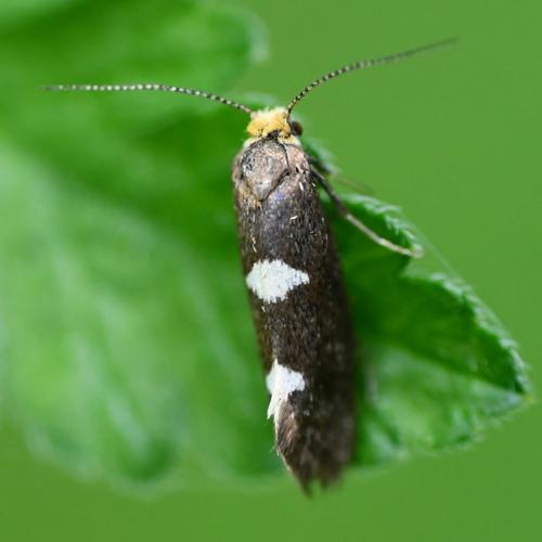 Incurvaria masculella © Catherine Delecourt