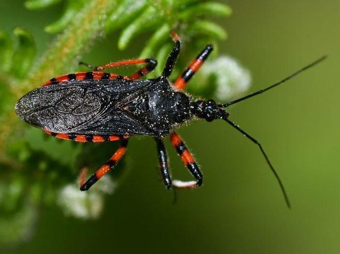 Rhynocoris annulatus © Catherine Delecourt