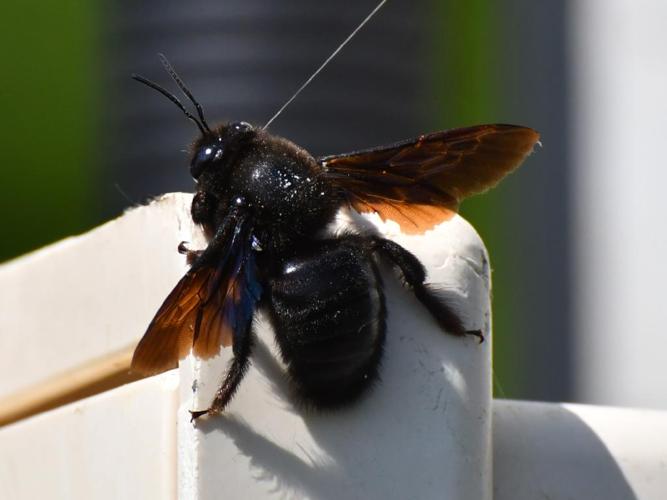 Xylocope panard (Xylocopa valga) © Catherine Delecourt