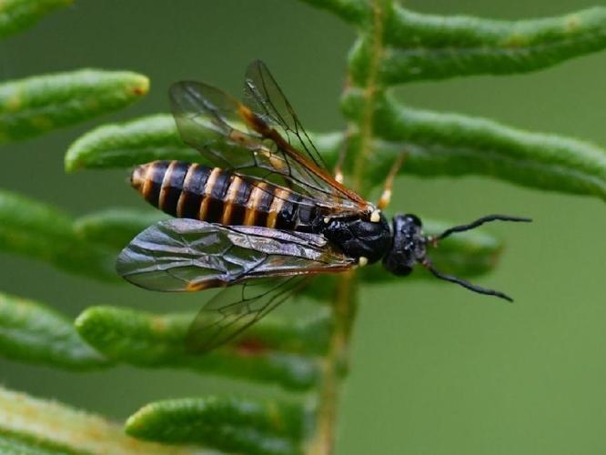 Strongylogaster multifasciata © Catherine Delecourt