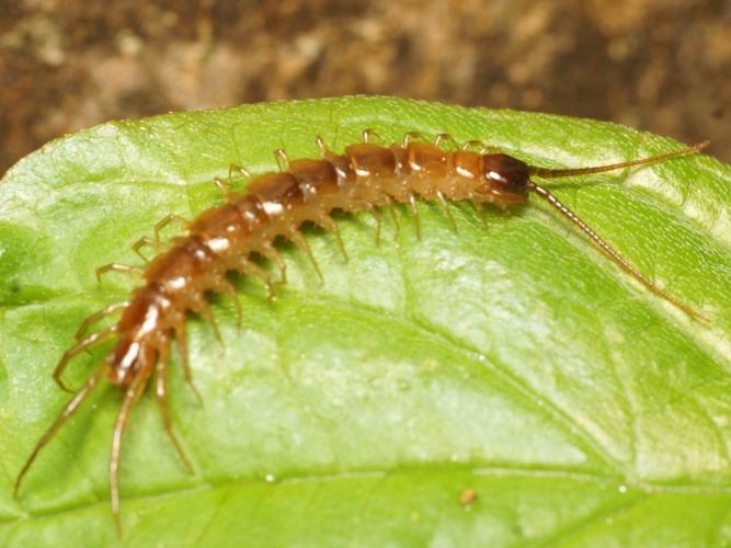 Lithobius tricuspis © "tamarita"