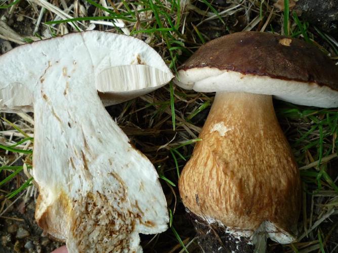 Cèpe bronzé (Boletus aereus) © Abbaye de la Trappe