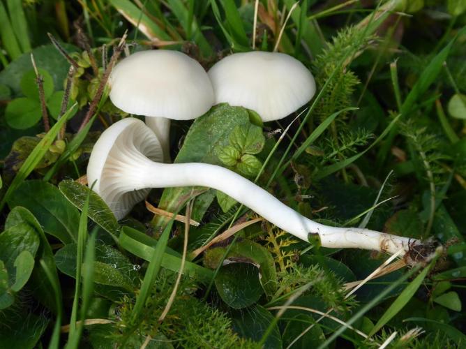 Hygrophore blanc de neige (Cuphophyllus virgineus) © Abbaye de la Trappe