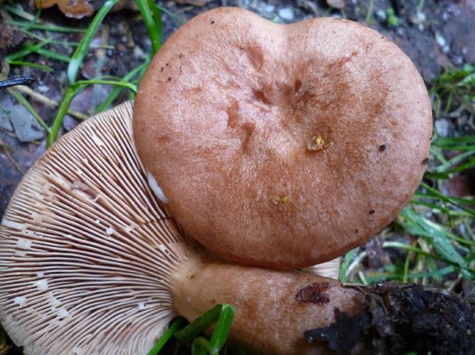 Lactaire tranquille (Lactarius quietus) © Abbaye de la Trappe