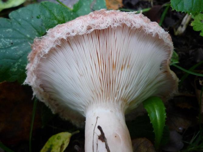 Lactaire à toison (Lactarius torminosus) © Abbaye de la Trappe