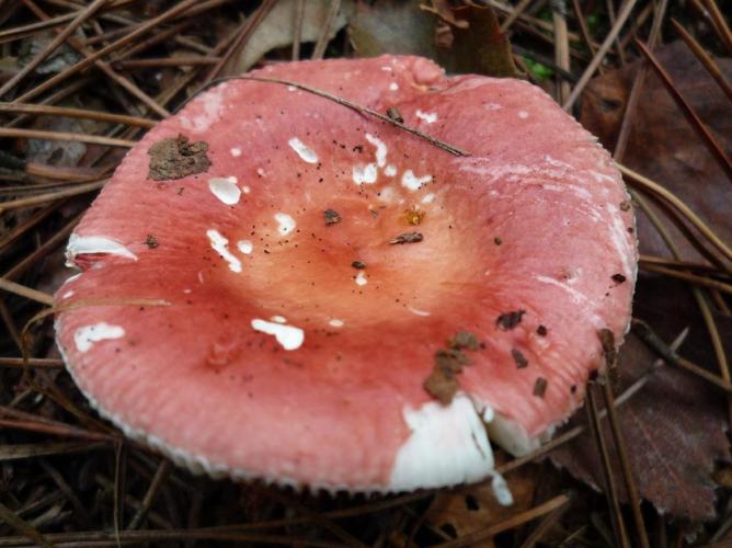 Russule rouge cuivre (Russula velenovskyi) © Abbaye de la Trappe