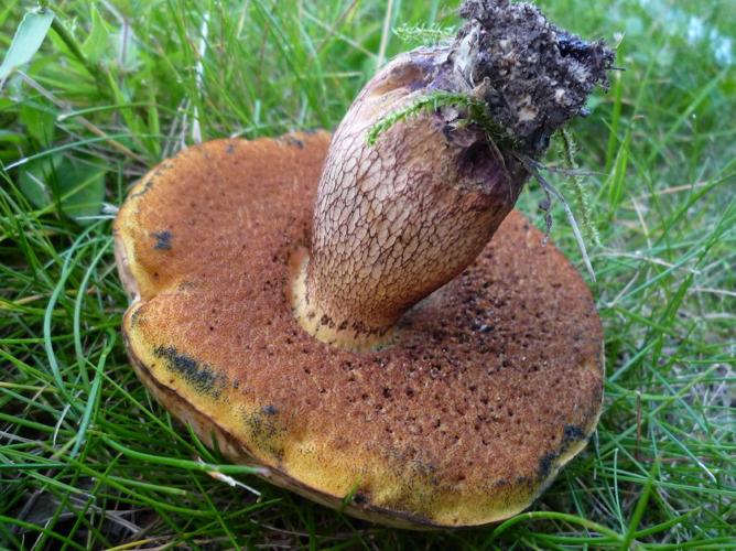 Bolet blafard (Suillellus luridus) © Abbaye de la Trappe