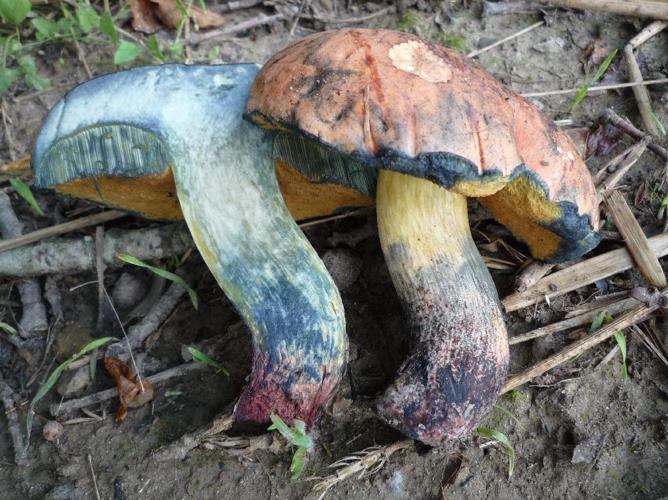 Bolet de Quélet (Suillellus queletii) © Abbaye de la Trappe