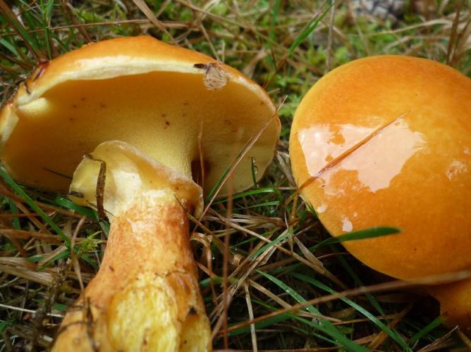 Bolet élégant (Suillus grevillei) © Abbaye de la Trappe