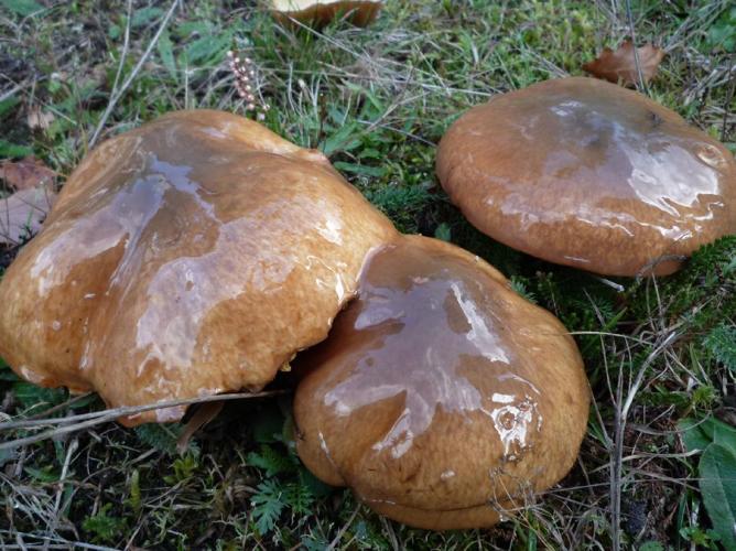 Nonnette voilée (Suillus luteus) © Abbaye de la Trappe