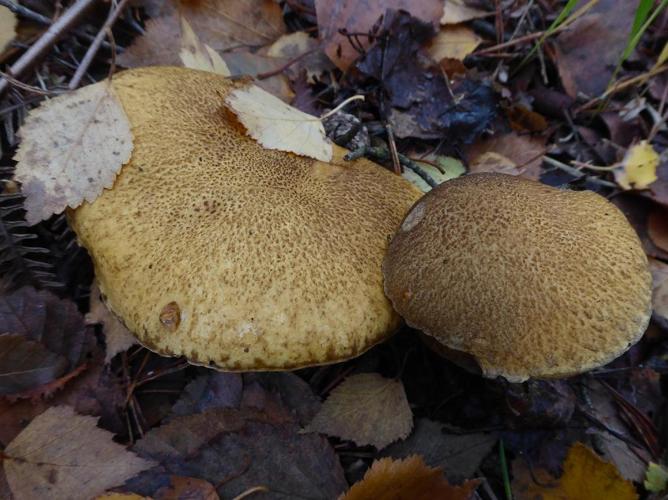 Bolet moucheté (Suillus variegatus) © Abbaye de la Trappe