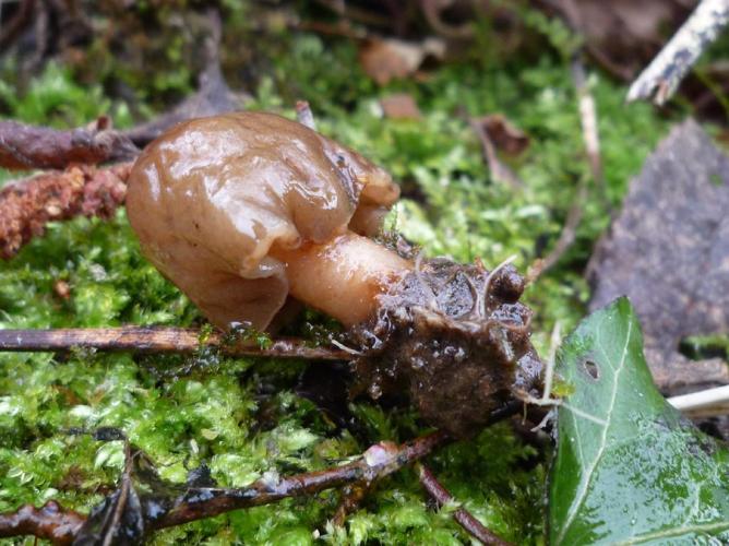 Verpe conique (Verpa conica) © Abbaye de la Trappe