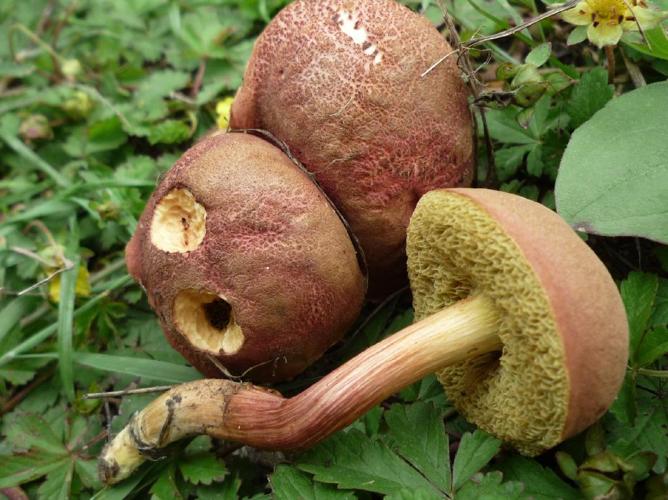 Bolet commun (Xerocomus communis) © Abbaye de la Trappe