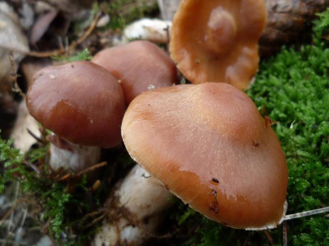 Cortinarius armeniacu © Abbaye de la Trappe