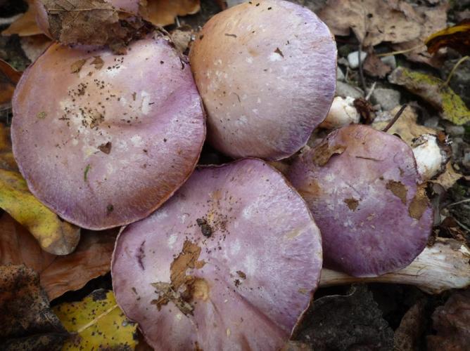 Cortinarius dibaphus © Abbaye de la Trappe