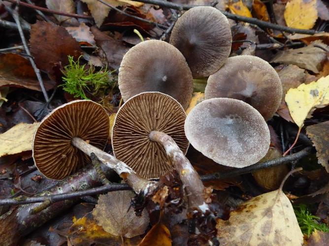 Cortinarius hemitrichus © Abbaye de la Trappe