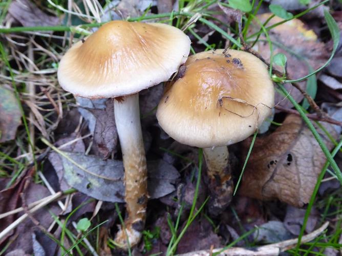 Cortinarius rickenii © Abbaye de la Trappe