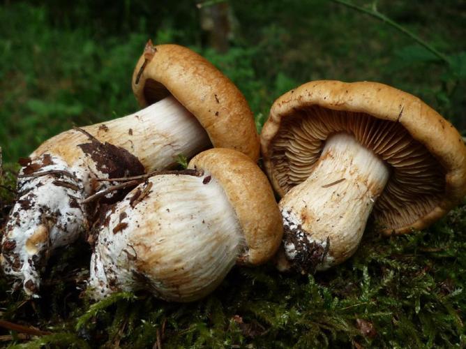 Cortinarius variipes © Abbaye de la Trappe